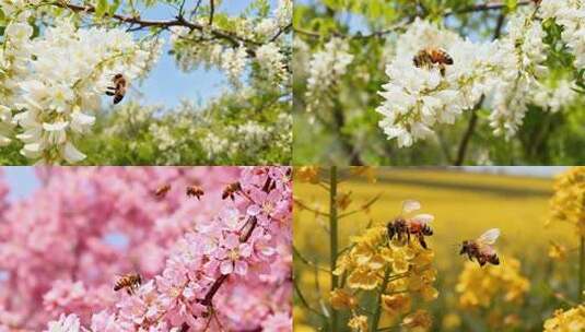 蜜蜂采蜜场景镜头高清在线视频素材下载