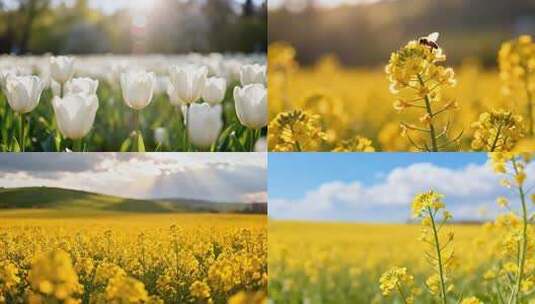 立春春日花海美景集锦 百花盛开自然风光高清在线视频素材下载