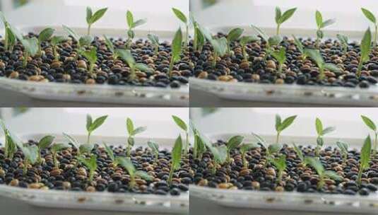 豆子发芽微距特写高清在线视频素材下载