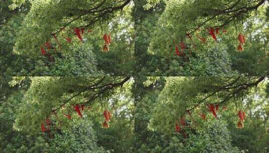 树上的红绳高清在线视频素材下载