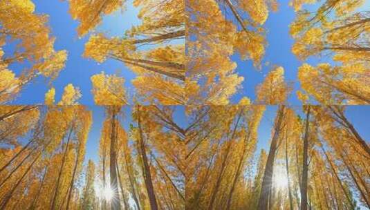 仰拍秋天白桦林合集高清在线视频素材下载