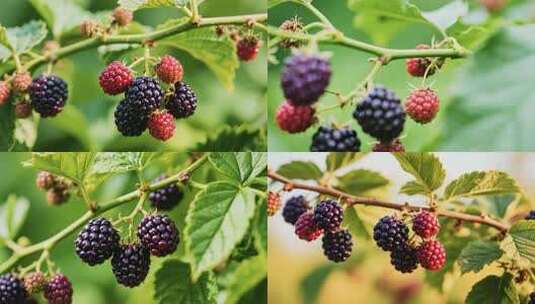 桑葚精品素材高清在线视频素材下载