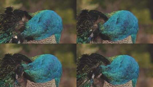 蓝孔雀动物园野生动物鸟类羽毛高清在线视频素材下载