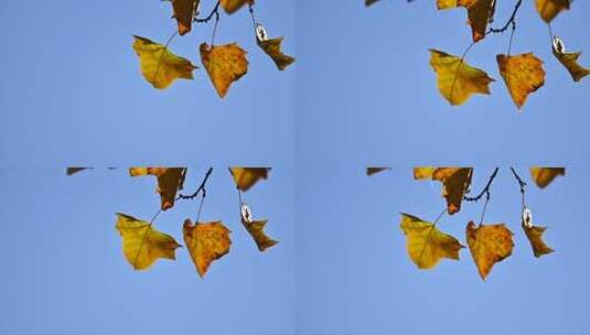 深秋枝头的黄叶高清在线视频素材下载