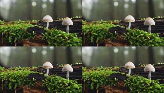 森林中木头上生长的蘑菇高清在线视频素材下载