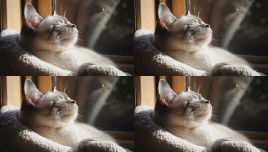 慵懒猫咪享受阳光沐浴的惬意时光高清在线视频素材下载