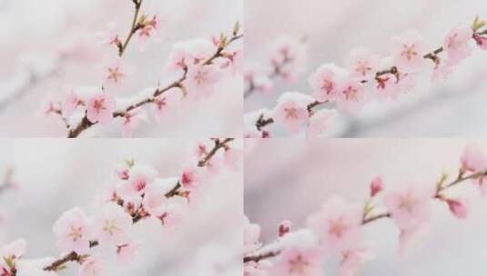 覆雪粉色桃花枝特写高清在线视频素材下载