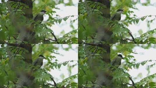 树枝上鸣叫的小鸟高清在线视频素材下载