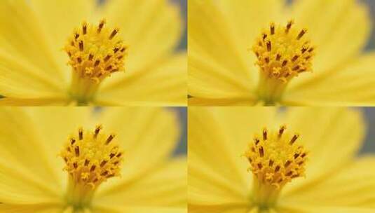 黄色花蕊特写唯美治愈清新生命力画面高清在线视频素材下载