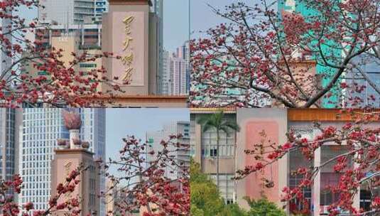 木棉花开校园建筑景观高清在线视频素材下载