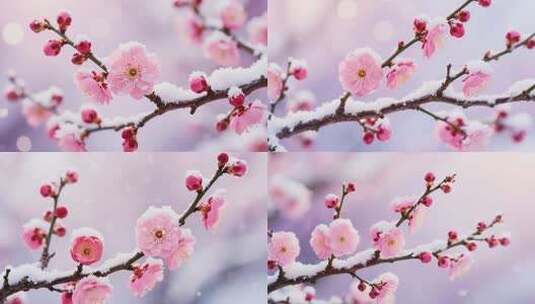 枝头覆雪的粉色梅花特写高清在线视频素材下载