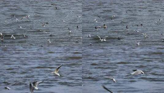 海面上飞翔的海鸥群高清在线视频素材下载