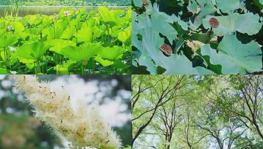 夏天阳光树叶立夏夏至小暑大暑夏日小清新高清在线视频素材下载