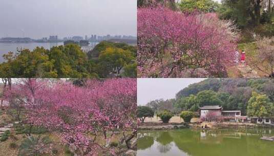 湖北黄石团城山公园梅花谷梅花盛放时的景观高清在线视频素材下载
