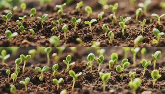 土壤中幼苗生长特写高清在线视频素材下载