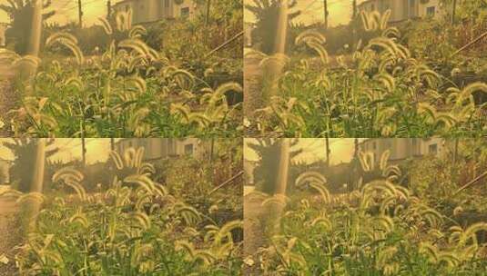 夕阳下的狗尾巴草在微风中轻舞高清在线视频素材下载