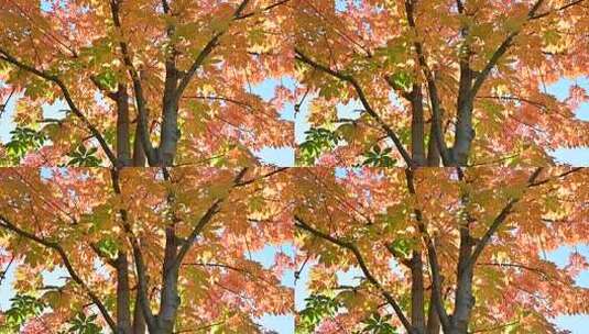 秋日枫树树叶特写高清在线视频素材下载