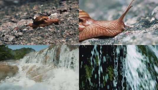 自然生态蜗牛与瀑布的自然奇观绿色植物高清在线视频素材下载