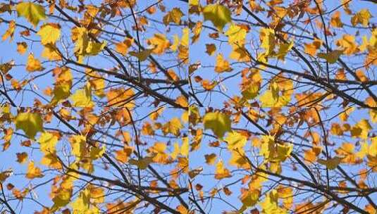 深秋枝头的黄叶高清在线视频素材下载