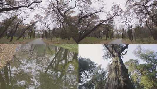 济宁曲阜三孔孔林秋景高清在线视频素材下载