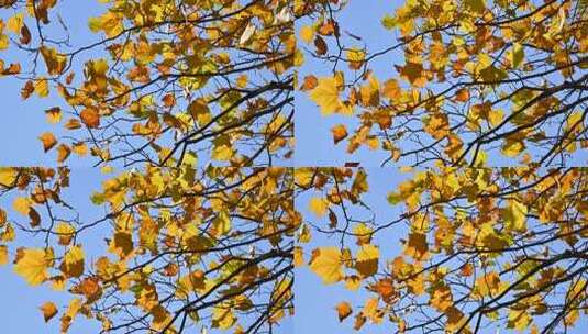 深秋枝头的黄叶高清在线视频素材下载