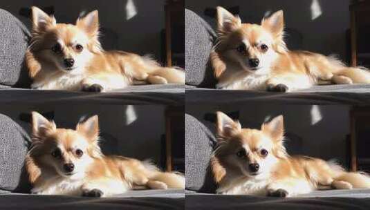 惬意午后阳光洒在慵懒小狗身上高清在线视频素材下载