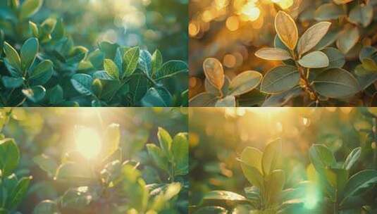 太阳和植物的奇妙合作光合作用的秘密高清在线视频素材下载