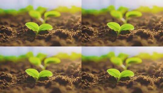 土壤中幼苗生长特写高清在线视频素材下载