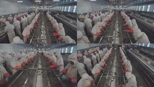 海参加工生产线工人在流水线上处理海鲜高清在线视频素材下载