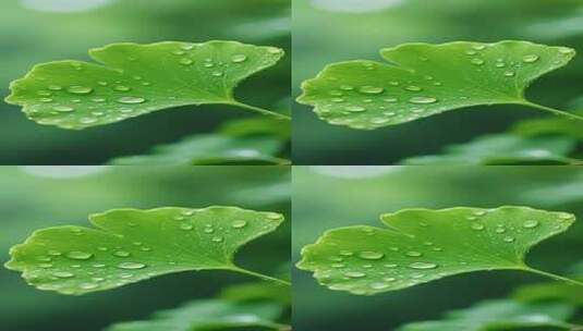 带水珠的银杏叶特写素材高清在线视频素材下载