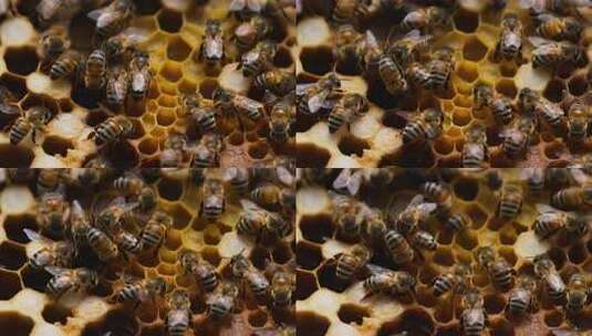 蜂巢上忙碌的蜜蜂特写高清在线视频素材下载