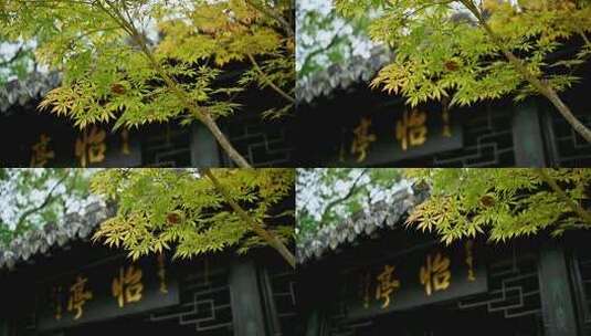 古建筑前的枫树特写高清在线视频素材下载