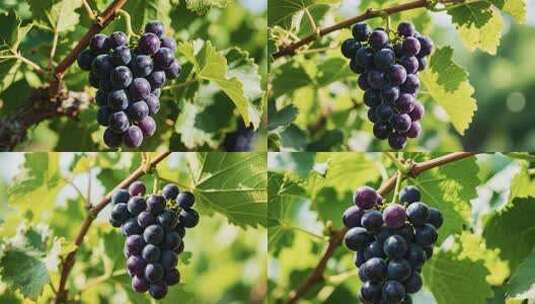 枝头成熟紫葡萄特写高清在线视频素材下载