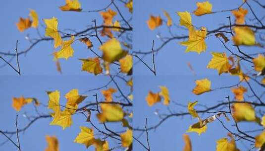 深秋枝头的黄叶高清在线视频素材下载