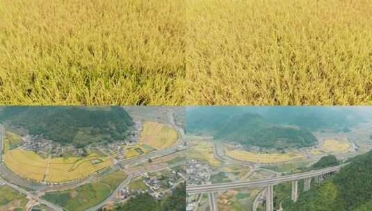 稻谷丰收航拍素材高清在线视频素材下载