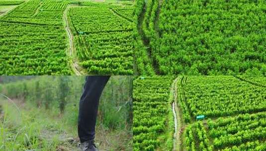 下雨天田间行走高清在线视频素材下载