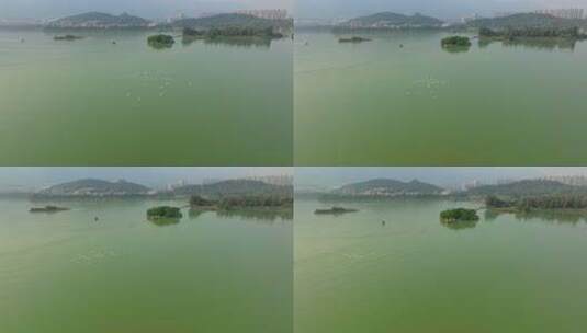 白鹭鸟群飞翔在广东肇庆七星岩星湖之上高清在线视频素材下载