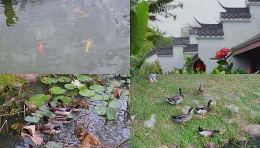 红花绿叶锦鲤池塘荷花鸭子空气清新早晨高清在线视频素材下载