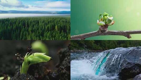 春天自然风景水滴生长种子发芽雨后森林高清在线视频素材下载