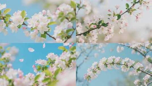 武汉樱花花开花瓣飘落樱花爱情春天日本樱花高清在线视频素材下载