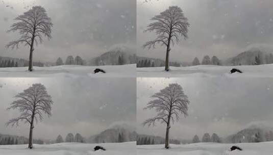 雪地中孤树立于雪景间高清在线视频素材下载