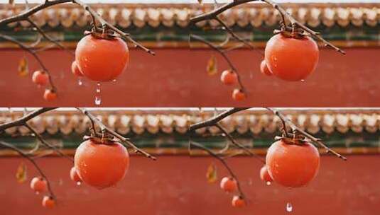 秋天风柿子柿柿如意视频高清在线视频素材下载