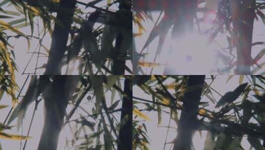 院子里的竹子竹林竹影毛竹高清在线视频素材下载