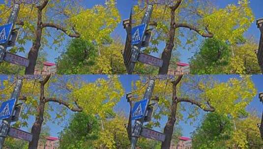 北京五四大街秋景高清在线视频素材下载