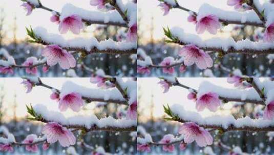 枝头覆雪的粉色花朵特写高清在线视频素材下载