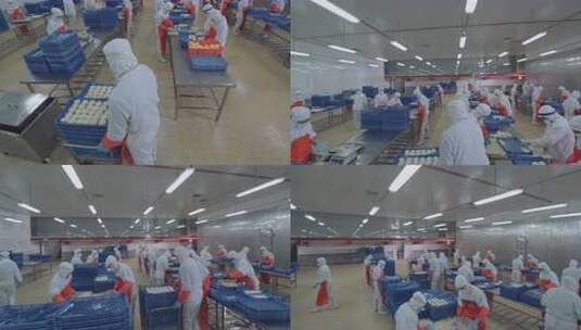 海参加工生产线工人在流水线上处理海鲜制品高清在线视频素材下载