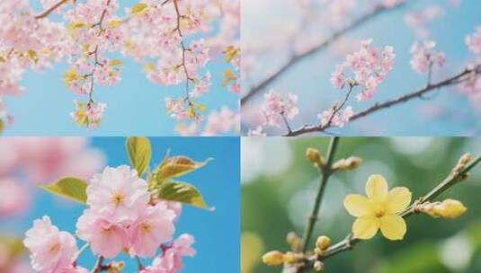 春日花开：百花齐放与蜂蝶共舞高清在线视频素材下载
