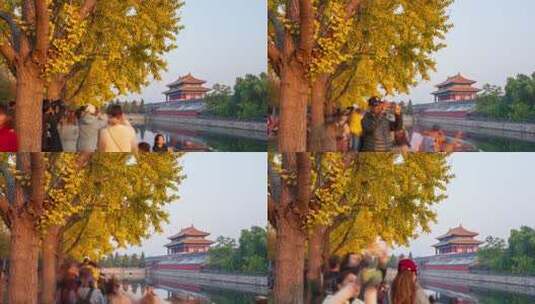 北京故宫神武门银杏高清在线视频素材下载
