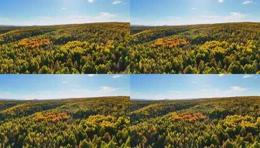 秋季航拍茫茫林海五颜六色240916-13高清在线视频素材下载
