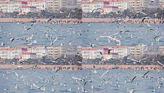 大海海面飞翔的海鸥高清在线视频素材下载